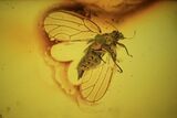 Detailed Fossil Psyllid (Sternorrhyncha) In Baltic Amber #58047-1